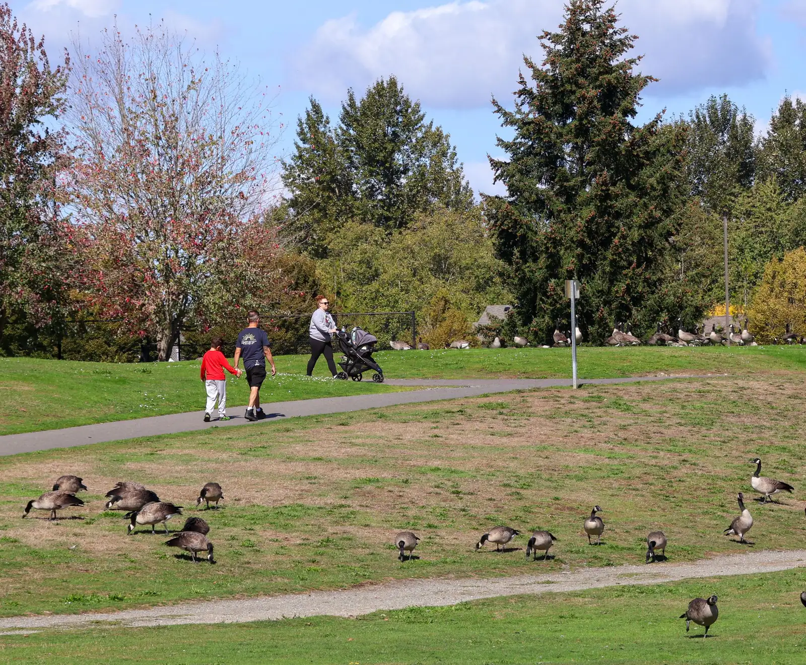 A family pushing a stroller across a grassy park while geese graze nearby