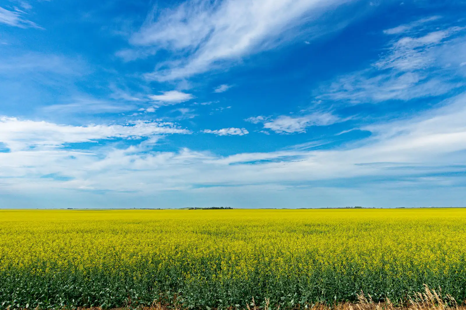 A vast yellow canola field under a blue sky with white clouds in Saskatchewan